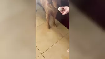 Give The Dog An Egg