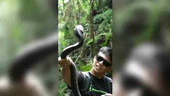 Dealing With The Spitting Cobra