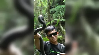 Dealing With The Spitting Cobra