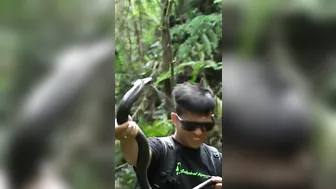 Dealing With The Spitting Cobra