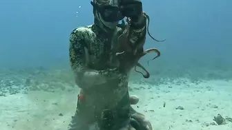 I Saw Your Octopus Spearfishing Video And Will Match Your Money With An Octopus Spearfishing Video