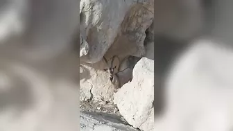 Capricorn, A Wild Goat