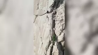 Capricorn, A Wild Goat