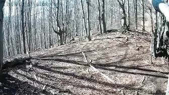 Man Attacked By Bear Defends Himself With Axe