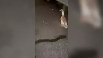 Man Was Crushed To Death While Watching A Stray Duck