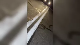 Man Was Crushed To Death While Watching A Stray Duck