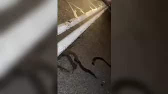 Man Was Crushed To Death While Watching A Stray Duck