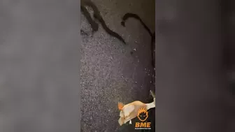 Man Was Crushed To Death While Watching A Stray Duck