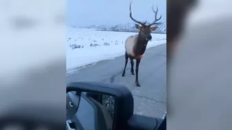 The Man In The Car Challenged The Moose And Learned The Hard Way FAFO RWhatcoul