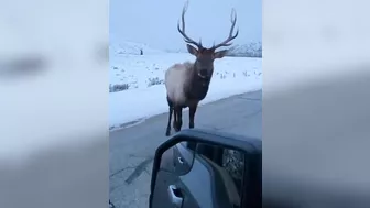The Man In The Car Challenged The Moose And Learned The Hard Way FAFO RWhatcoul