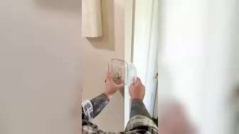 Man Tries To Safely Capture Spider