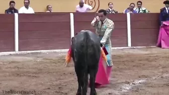 The New Bullfighter Uses A Cruel Megaphone Enema