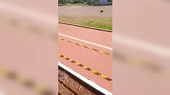 Illegal Car Kills Cyclist