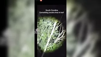 Repost Bigfoot In A Tree Or Larger F