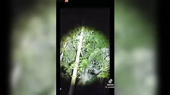 Repost Bigfoot In A Tree Or Larger F