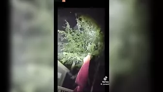 Repost Bigfoot In A Tree Or Larger F