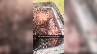 Should I Throw Out The Trash?