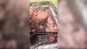 Should I Throw Out The Trash?