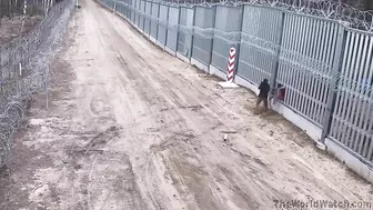 The Polish Way Of Crossing The Border You Are Really Polish