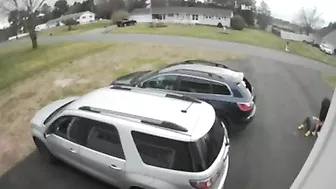 Throw It Into The Old Pigskin R What Could Go Wrong