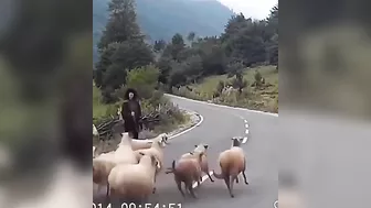 Trying To Lead A Flock Of Sheep