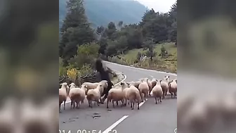 Trying To Lead A Flock Of Sheep