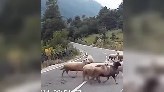 Trying To Lead A Flock Of Sheep