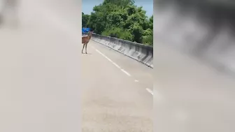 Two Deer Busy Doing Deer Things