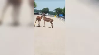 Two Deer Busy Doing Deer Things