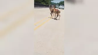 Two Deer Busy Doing Deer Things