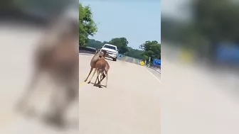 Two Deer Busy Doing Deer Things