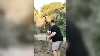 WCGW Trying To Treat Wild Animals As Pets R What Could Go Wrong