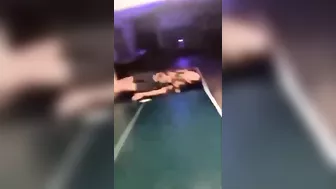 Wcgw Jumped Onto The Ping Pong Table Whatcouldgowrong