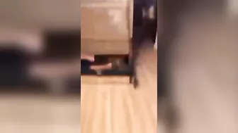Wcgw Jumped Onto The Ping Pong Table Whatcouldgowrong