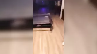 Wcgw Jumped Onto The Ping Pong Table Whatcouldgowrong