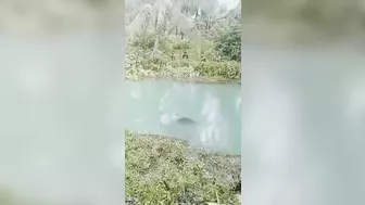 Woman Caught And Killed By Crocodile For Lunch