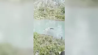 Woman Caught And Killed By Crocodile For Lunch