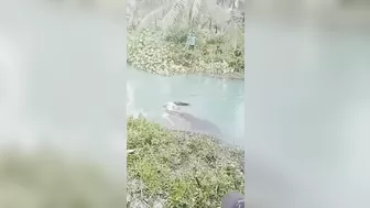 Woman Caught And Killed By Crocodile For Lunch